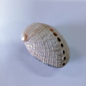 shelpendoosje abalone